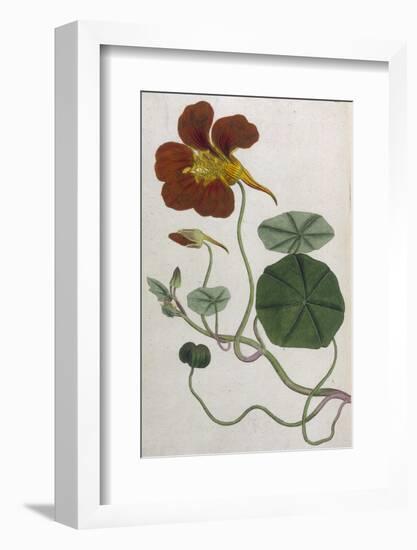 Plants, Tropaeolum Majus-William Curtis-Framed Photographic Print