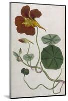 Plants, Tropaeolum Majus-William Curtis-Mounted Photographic Print