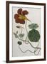 Plants, Tropaeolum Majus-William Curtis-Framed Photographic Print