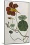 Plants, Tropaeolum Majus-William Curtis-Mounted Photographic Print