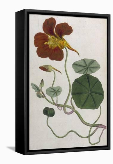 Plants, Tropaeolum Majus-William Curtis-Framed Stretched Canvas