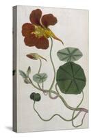 Plants, Tropaeolum Majus-William Curtis-Stretched Canvas