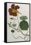 Plants, Tropaeolum Majus-William Curtis-Framed Stretched Canvas