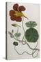 Plants, Tropaeolum Majus-William Curtis-Stretched Canvas