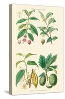 Plants Unused as Food. Coffee, Tea, Chocolate, Breadfruit-William Rhind-Stretched Canvas