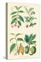 Plants Unused as Food. Coffee, Tea, Chocolate, Breadfruit-William Rhind-Stretched Canvas