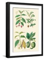 Plants Unused as Food. Coffee, Tea, Chocolate, Breadfruit-William Rhind-Framed Art Print