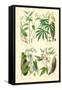 Plants Used as Food. Arrow Root, Cassava, Yam, Sweet Potato-William Rhind-Framed Stretched Canvas