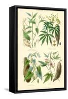 Plants Used as Food. Arrow Root, Cassava, Yam, Sweet Potato-William Rhind-Framed Stretched Canvas