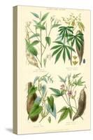 Plants Used as Food. Arrow Root, Cassava, Yam, Sweet Potato-William Rhind-Stretched Canvas
