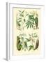 Plants Used as Food. Arrow Root, Cassava, Yam, Sweet Potato-William Rhind-Framed Art Print