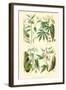 Plants Used as Food. Arrow Root, Cassava, Yam, Sweet Potato-William Rhind-Framed Art Print