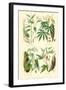 Plants Used as Food. Arrow Root, Cassava, Yam, Sweet Potato-William Rhind-Framed Art Print