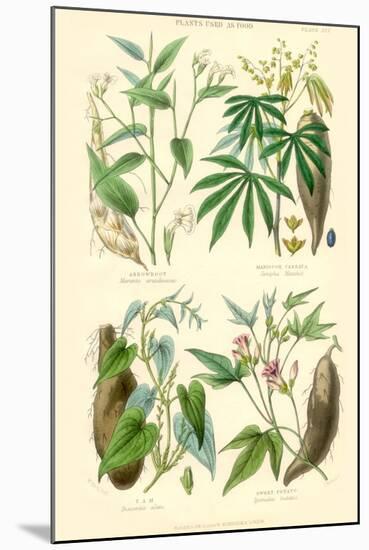 Plants Used as Food. Arrow Root, Cassava, Yam, Sweet Potato-William Rhind-Mounted Art Print