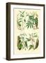 Plants Used as Food. Arrow Root, Cassava, Yam, Sweet Potato-William Rhind-Framed Art Print