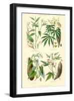 Plants Used as Food. Arrow Root, Cassava, Yam, Sweet Potato-William Rhind-Framed Art Print