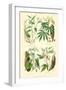 Plants Used as Food. Arrow Root, Cassava, Yam, Sweet Potato-William Rhind-Framed Art Print