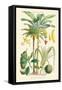 Plants Used as Food. Date, Banana, Jack Fruit, Pandanus-William Rhind-Framed Stretched Canvas