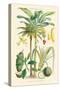 Plants Used as Food. Date, Banana, Jack Fruit, Pandanus-William Rhind-Stretched Canvas