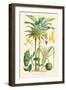 Plants Used as Food. Date, Banana, Jack Fruit, Pandanus-William Rhind-Framed Art Print