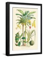 Plants Used as Food. Date, Banana, Jack Fruit, Pandanus-William Rhind-Framed Art Print