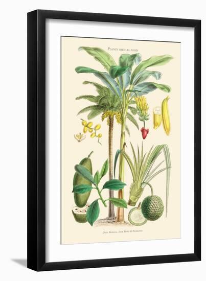 Plants Used as Food. Date, Banana, Jack Fruit, Pandanus-William Rhind-Framed Art Print