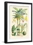 Plants Used as Food. Date, Banana, Jack Fruit, Pandanus-William Rhind-Framed Art Print