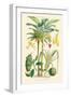 Plants Used as Food. Date, Banana, Jack Fruit, Pandanus-William Rhind-Framed Art Print