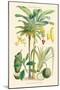Plants Used as Food. Date, Banana, Jack Fruit, Pandanus-William Rhind-Mounted Art Print