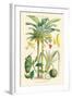 Plants Used as Food. Date, Banana, Jack Fruit, Pandanus-William Rhind-Framed Art Print