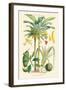 Plants Used as Food. Date, Banana, Jack Fruit, Pandanus-William Rhind-Framed Art Print