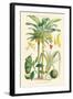 Plants Used as Food. Date, Banana, Jack Fruit, Pandanus-William Rhind-Framed Art Print