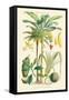 Plants Used as Food. Date, Banana, Jack Fruit, Pandanus-William Rhind-Framed Stretched Canvas