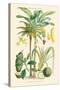 Plants Used as Food. Date, Banana, Jack Fruit, Pandanus-William Rhind-Stretched Canvas