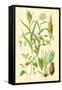 Plants Used as Food. Millet, Maize, Buckwheat, Taro-William Rhind-Framed Stretched Canvas