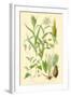 Plants Used as Food. Millet, Maize, Buckwheat, Taro-William Rhind-Framed Art Print