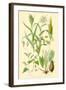 Plants Used as Food. Millet, Maize, Buckwheat, Taro-William Rhind-Framed Art Print