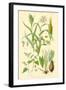 Plants Used as Food. Millet, Maize, Buckwheat, Taro-William Rhind-Framed Art Print