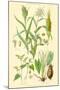 Plants Used as Food. Millet, Maize, Buckwheat, Taro-William Rhind-Mounted Art Print