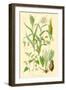 Plants Used as Food. Millet, Maize, Buckwheat, Taro-William Rhind-Framed Art Print