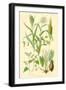 Plants Used as Food. Millet, Maize, Buckwheat, Taro-William Rhind-Framed Art Print