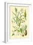 Plants Used as Food. Millet, Maize, Buckwheat, Taro-William Rhind-Framed Art Print