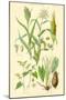 Plants Used as Food. Millet, Maize, Buckwheat, Taro-William Rhind-Mounted Art Print