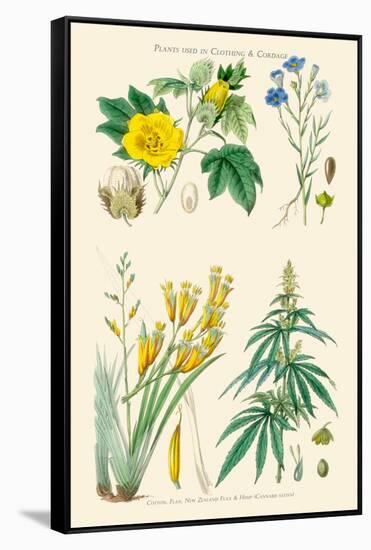 Plants Used in Clothing and Cordage. Cotton, Flax, New Zealand Flax, Cannabis-William Rhind-Framed Stretched Canvas