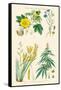 Plants Used in Clothing and Cordage. Cotton, Flax, New Zealand Flax, Cannabis-William Rhind-Framed Stretched Canvas