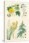 Plants Used in Clothing and Cordage. Cotton, Flax, New Zealand Flax, Cannabis-William Rhind-Stretched Canvas