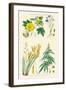 Plants Used in Clothing and Cordage. Cotton, Flax, New Zealand Flax, Cannabis-William Rhind-Framed Art Print