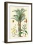 Plants Used in Clothing and Cordage. Gomuti Palm, Piassava Palm, Sunn Hemp, Jute-William Rhind-Framed Art Print