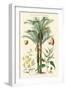 Plants Used in Clothing and Cordage. Gomuti Palm, Piassava Palm, Sunn Hemp, Jute-William Rhind-Framed Art Print