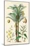 Plants Used in Clothing and Cordage. Gomuti Palm, Piassava Palm, Sunn Hemp, Jute-William Rhind-Mounted Art Print